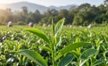 ¿Todos los tés vienen de la misma planta? Así nacen tés completamente diferentes
